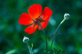 Ranunculus asiaticus