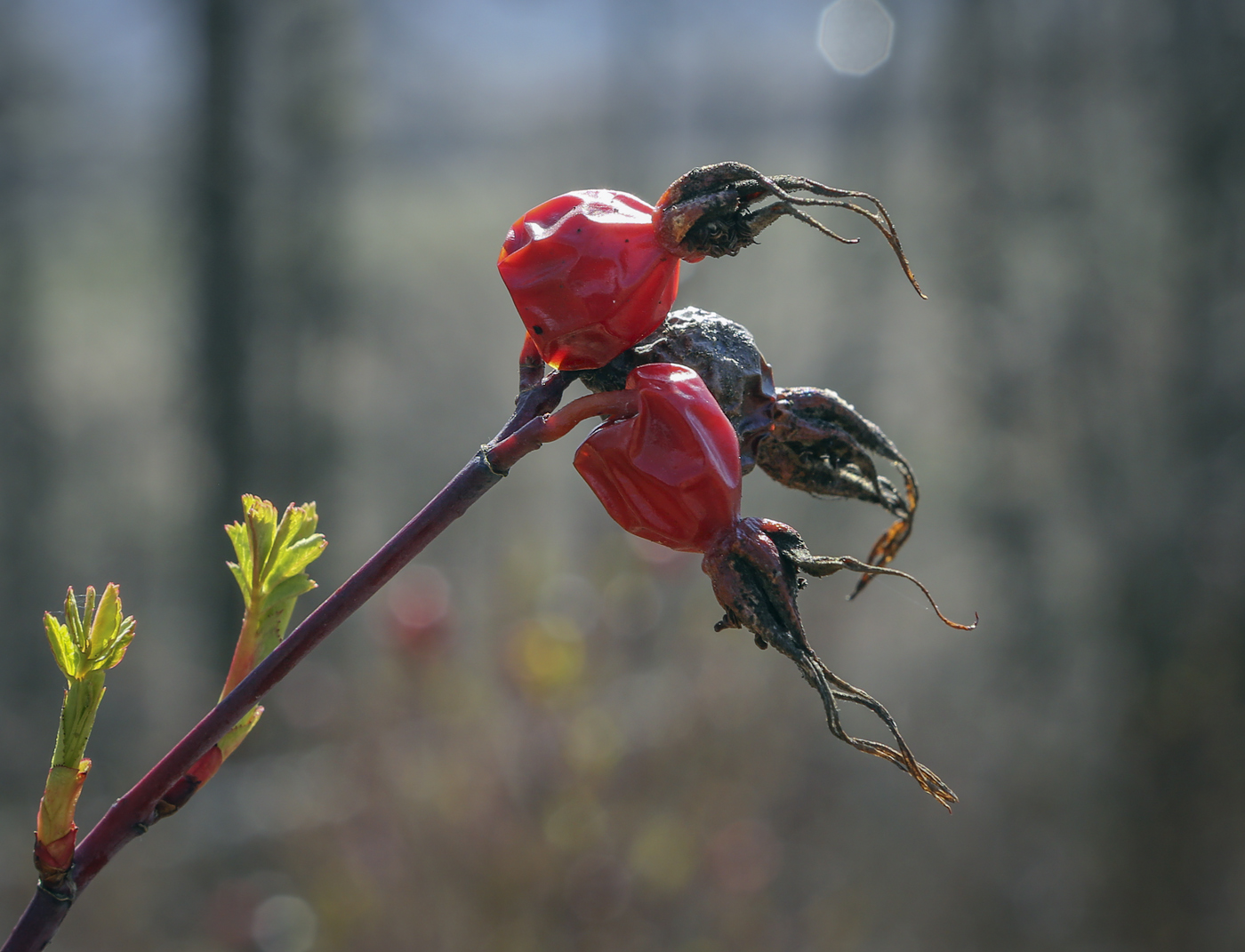 Image of Rosa glabrifolia specimen.