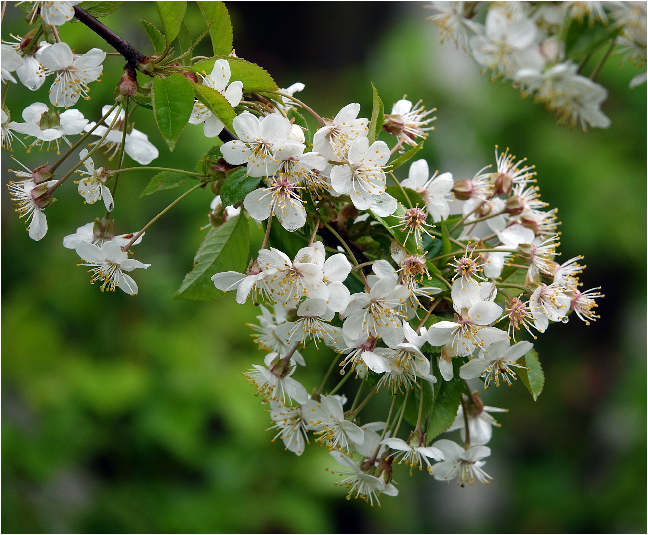 Изображение особи Cerasus vulgaris.