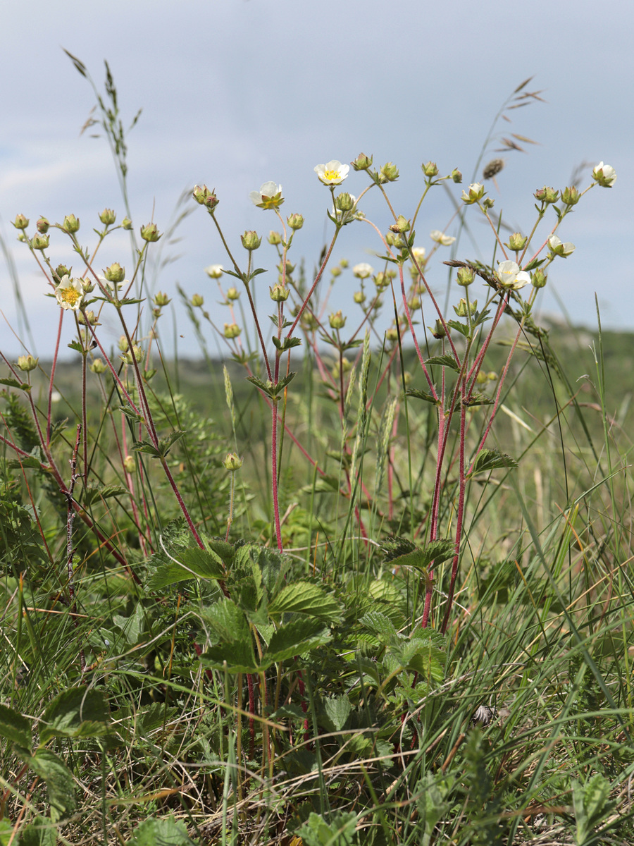 Image of Potentilla rupestris specimen.