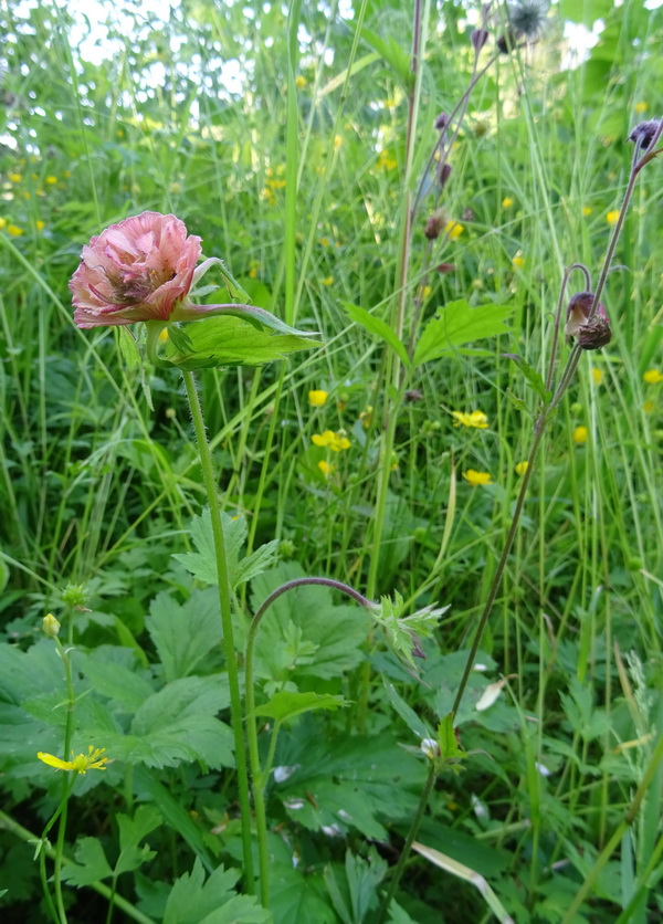 Изображение особи Geum rivale.