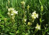 Scutellaria stepposa