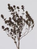 Satureja hortensis. Цветущее растение. Республика Молдова, пригород Кишинева, г. Кодру. 29 сентября 2008 г.