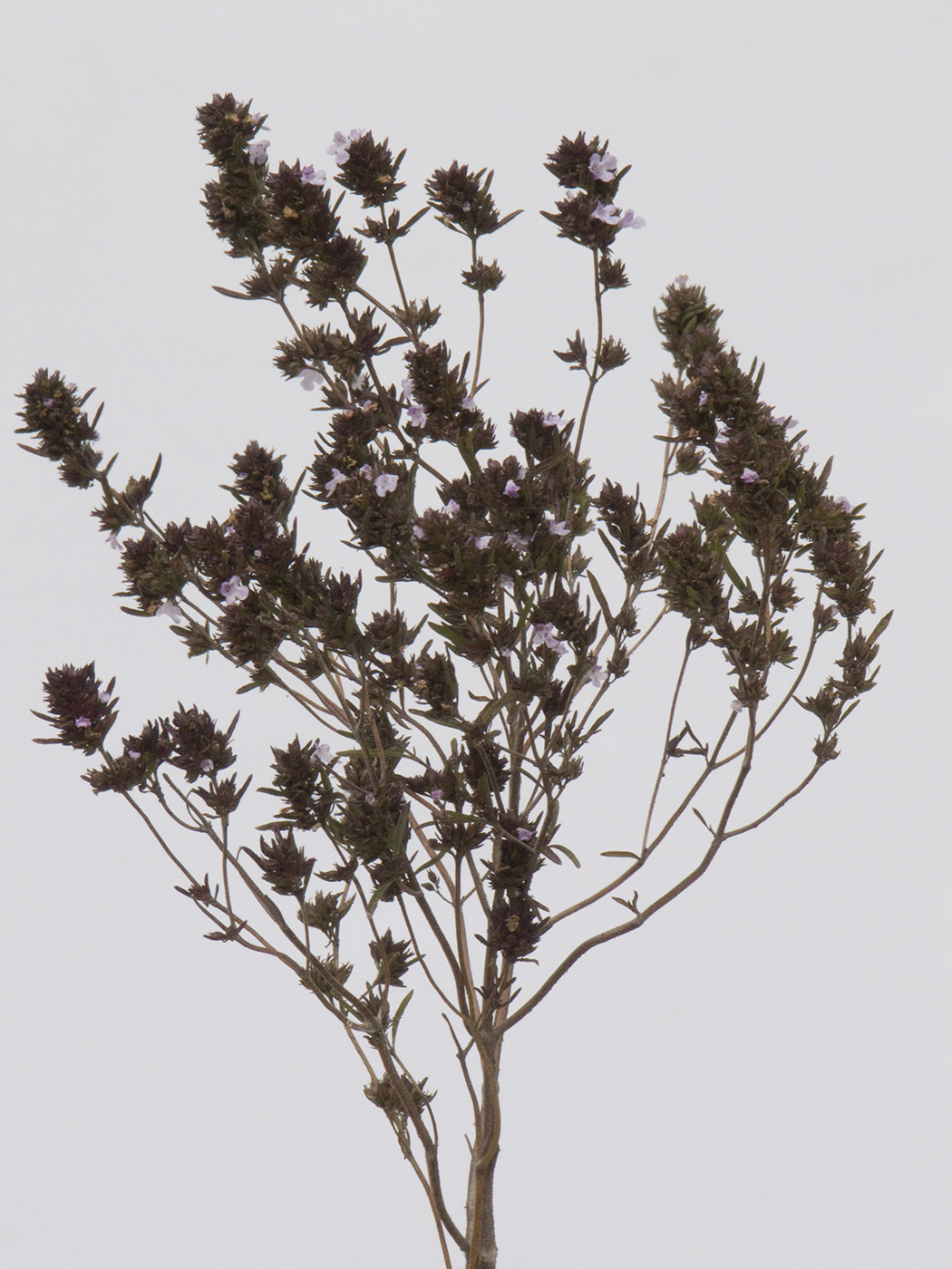 Image of Satureja hortensis specimen.