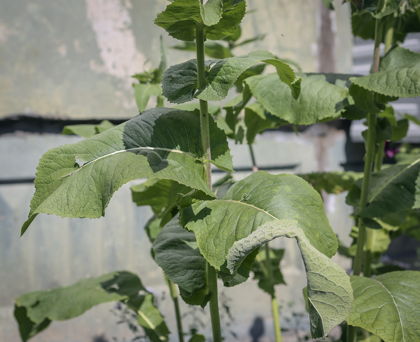 Изображение особи Inula racemosa.