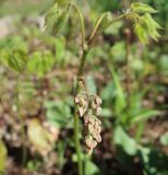 Epimedium × cantabrigiense