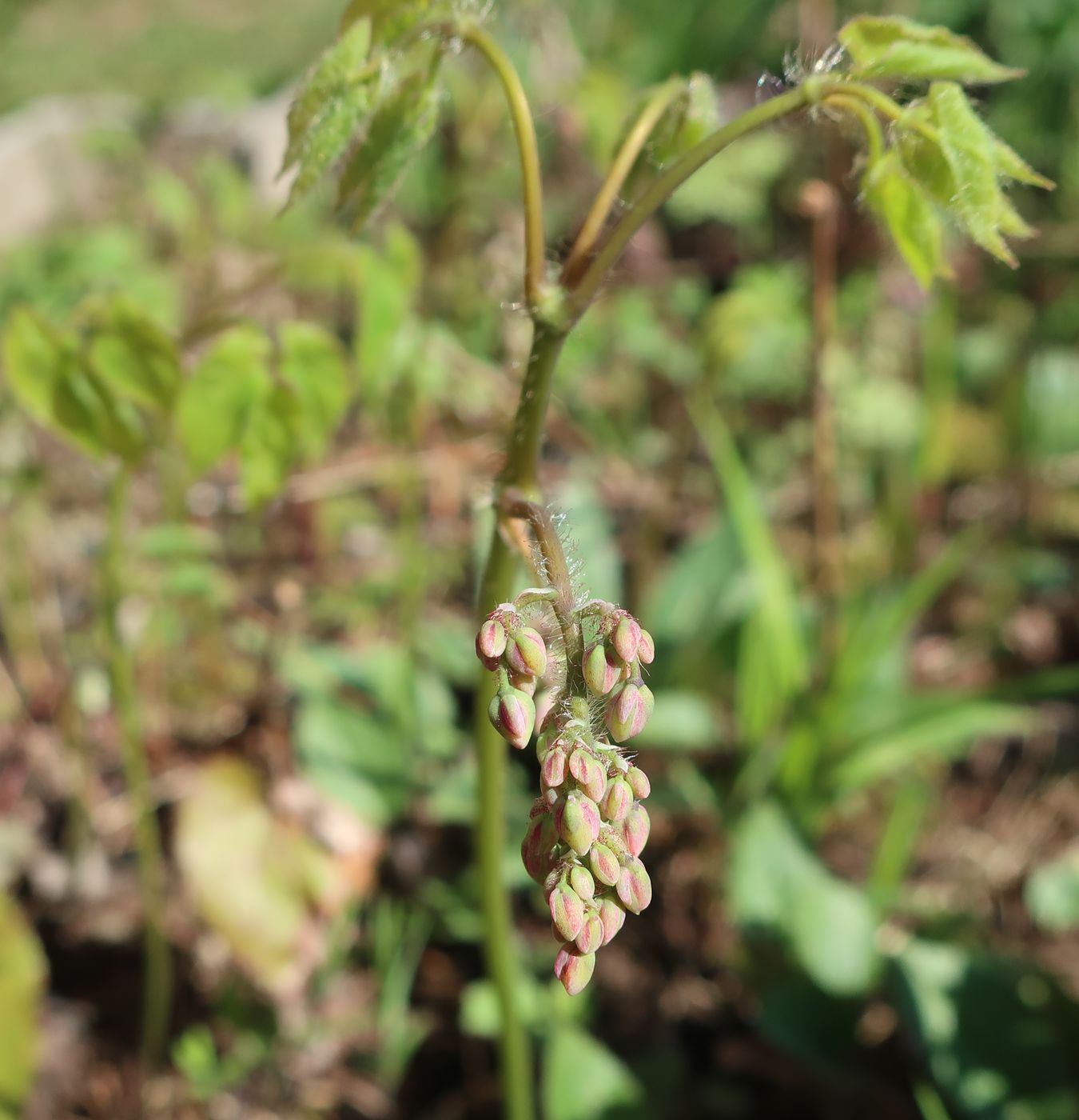 Image of Epimedium &times; cantabrigiense specimen.