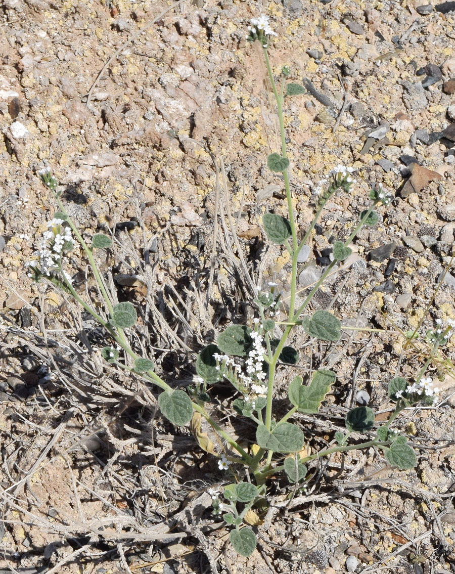 Изображение особи Heliotropium olgae.