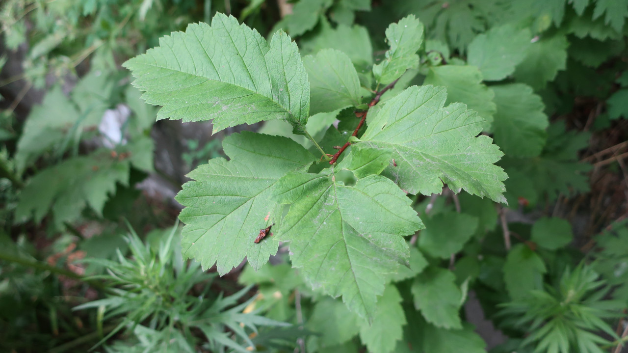 Image of Crataegus chlorosarca specimen.