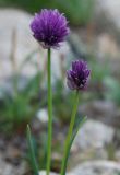 Allium schoenoprasum