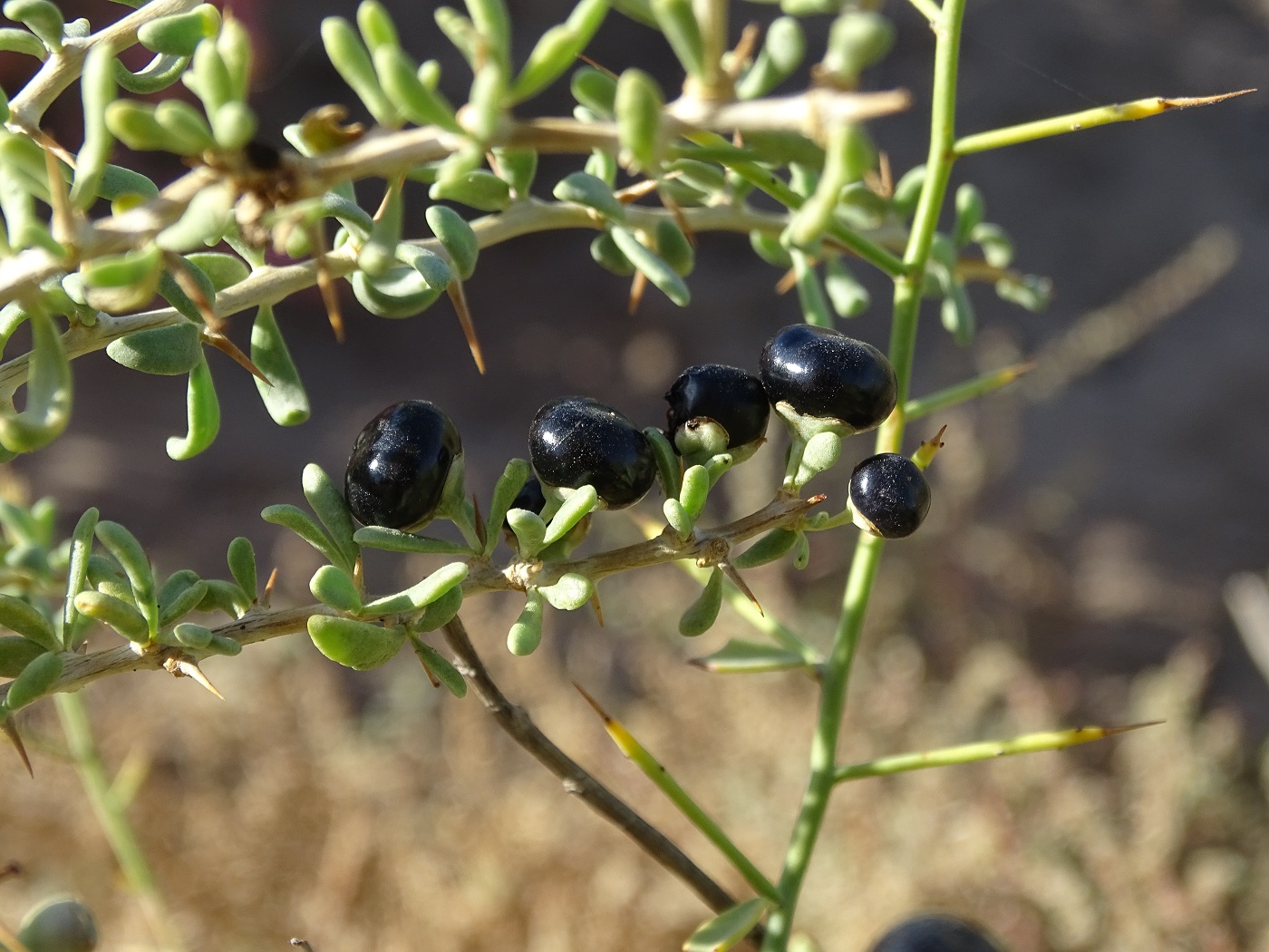 Изображение особи Lycium ruthenicum.