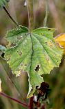 Althaea officinalis