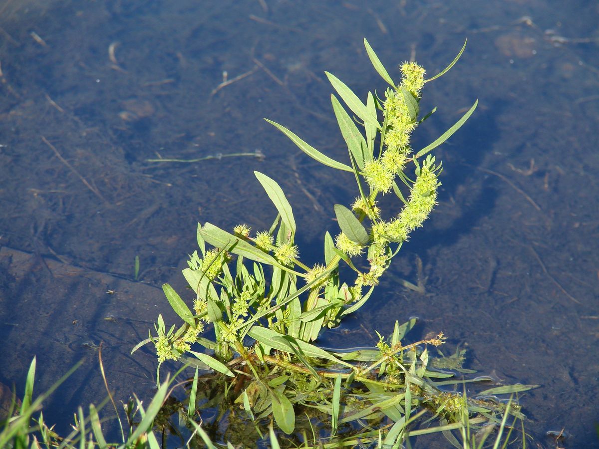 Image of Rumex maritimus specimen.