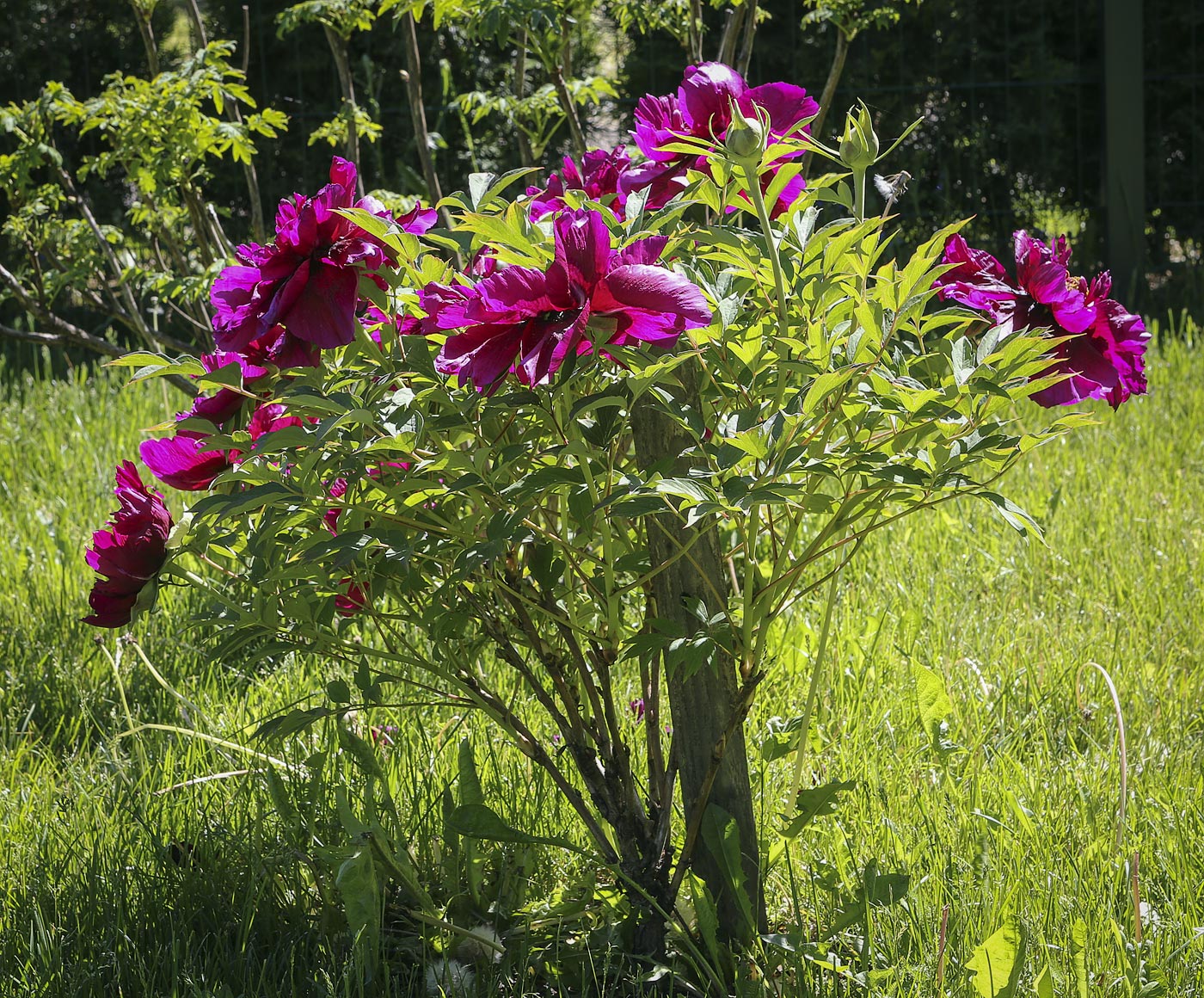 Image of Paeonia suffruticosa specimen.