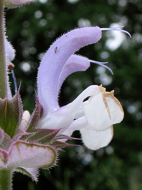 Изображение особи Salvia sclarea.