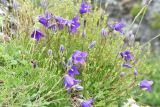 Campanula bellidifolia. Цветущие растения. Ингушетия, Джейрахский р-н, окр. перевала Цей-Лоам, ≈ 2200 м н.у.м. 23 июня 2022 г.