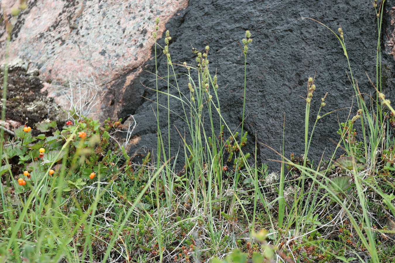 Изображение особи Carex adelostoma.