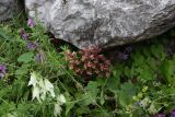 Orobanche campanulae