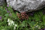 genus Orobanche