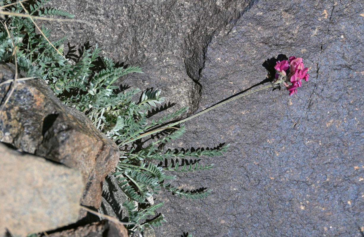 Изображение особи Oxytropis ervicarpa.