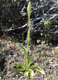 Anacamptis subspecies fragrans