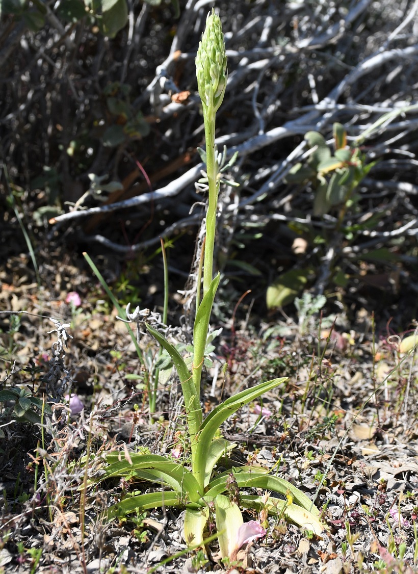 Image of Anacamptis coriophora ssp. fragrans specimen.