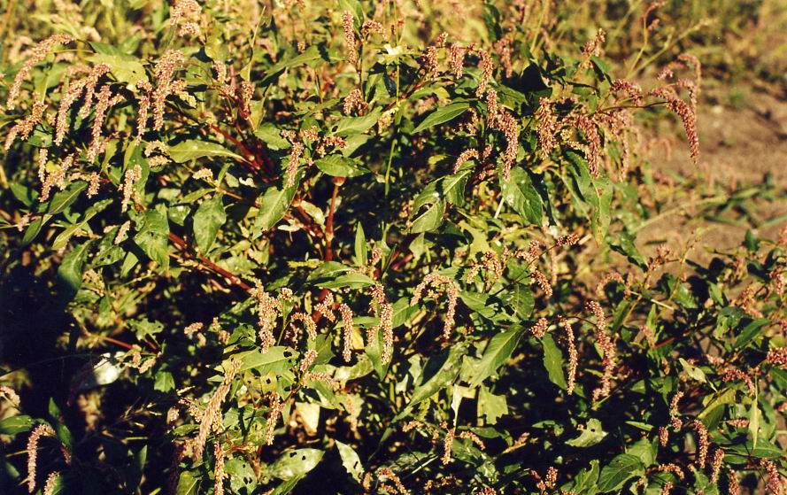 Изображение особи Persicaria maculosa.