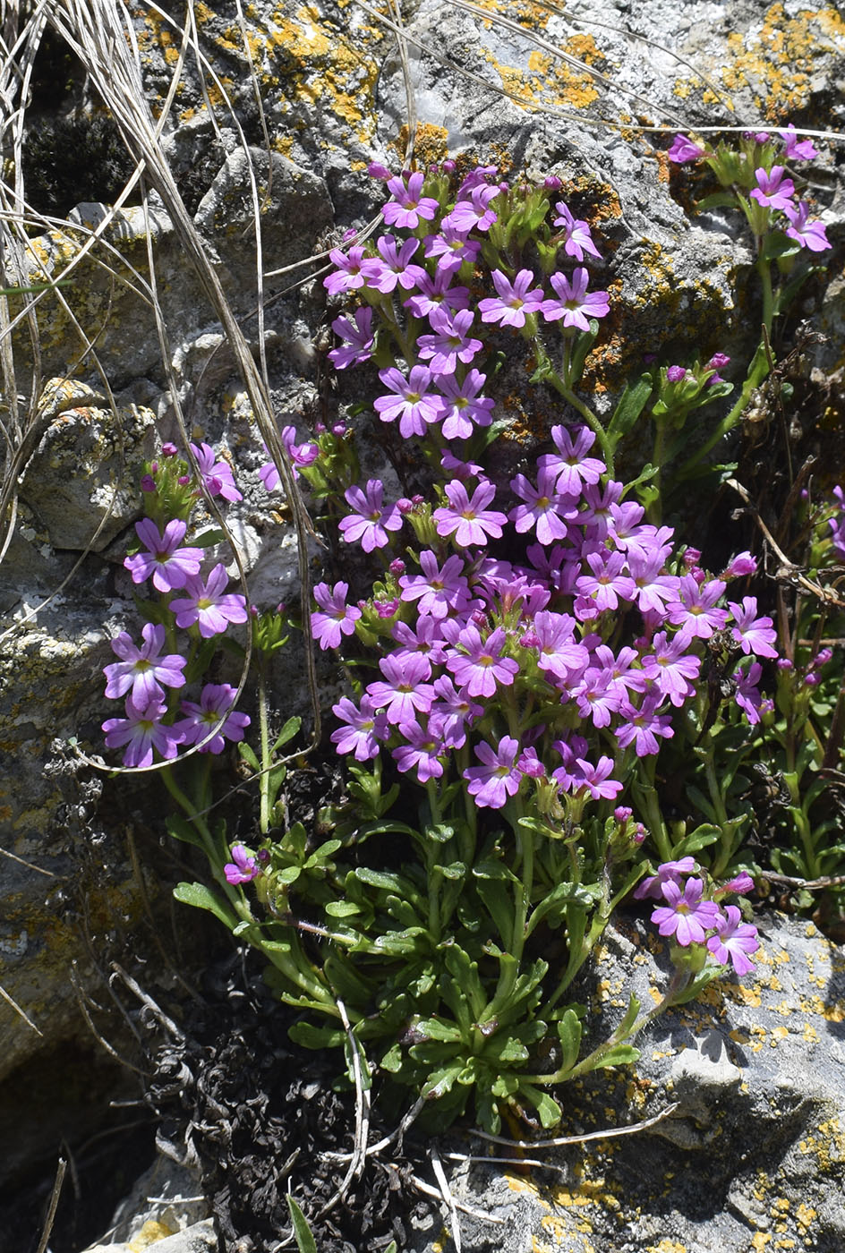 Изображение особи Erinus alpinus.