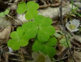 Oxalis acetosella