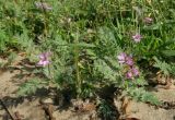 Erodium cicutarium. Цветущие и плодоносящие растения. Луганская народная республика, г. Луганск, ул. Советская, окр. библ. им. Горького, газон. 25.05.2023.