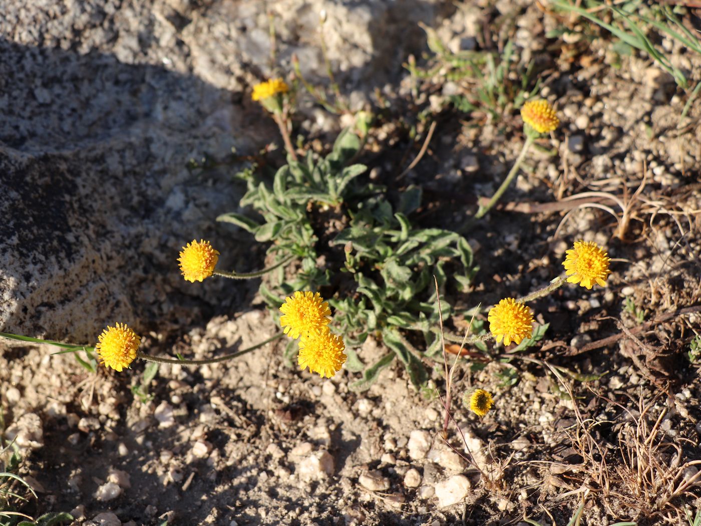 Image of Erigeron cabulicus specimen.