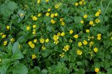 Ranunculus repens. Верхушки цветущих растений. Армения, обл. Тавуш, Дилижанский национальный парк, берег оз. Парз, ≈ 1300 м н.у.м., опушка широколиственного леса. 22.06.2022.