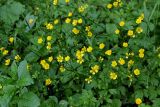 Ranunculus repens