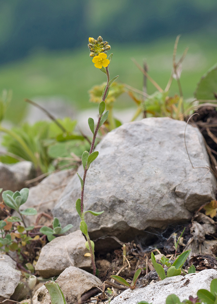 Image of Alyssum oschtenicum specimen.