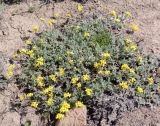 genus Draba