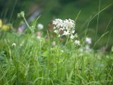 Hesperis voronovii. Верхушки соцветий с цветками и завязавшимися плодами. Адыгея, Кавказский биосферный заповедник, долина р. Армянки (Инструкторская Щель), ≈ 2100 м н.у.м., субальпийский луг. 28.06.2023.