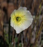 род Papaver. Цветок. Республика Саха, Оленёкский улус, басс. р. Олломокит, ок. 600 м н.у.м., край каменистого плато. 28.07.2023.