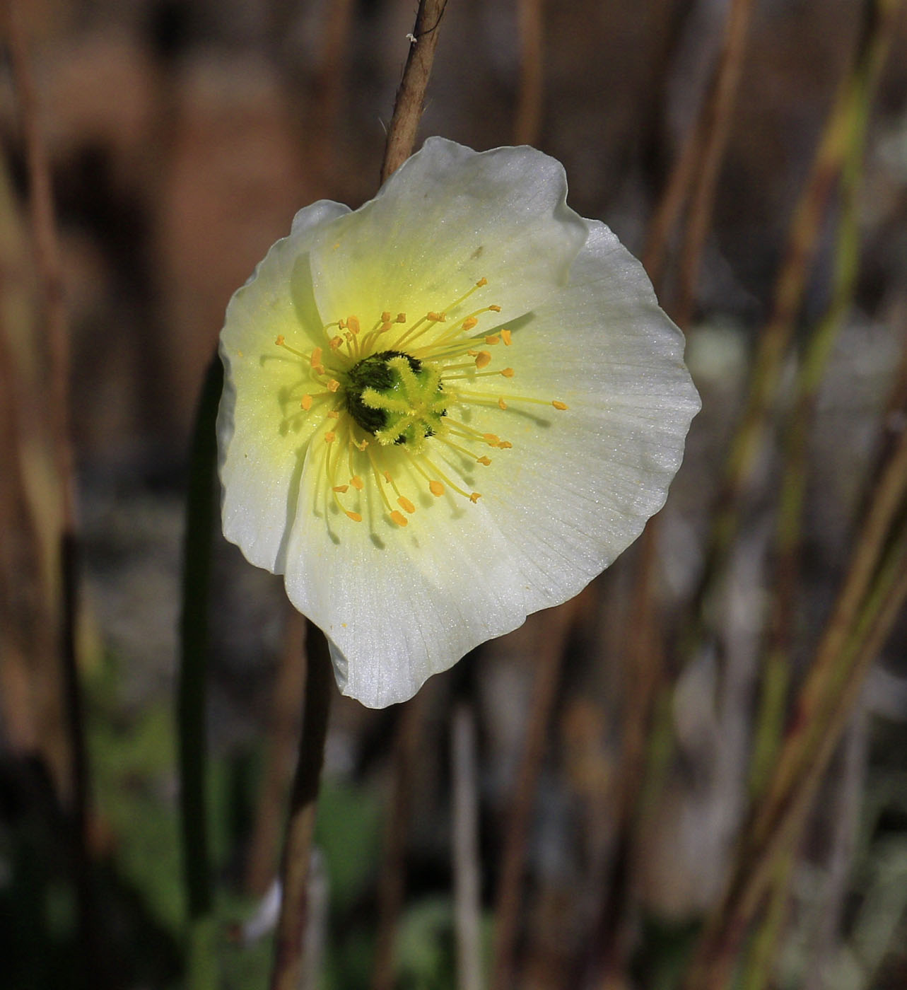 Изображение особи род Papaver.