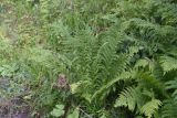 Athyrium filix-femina. Вайи. Чечня, Шаройский р-н, юго-восточный склон горы Чархунышкорт, выс. 1950 м н.у.м, лиственный лес, обочина дороги. 7 августа 2023 г.