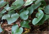 Asarum europaeum