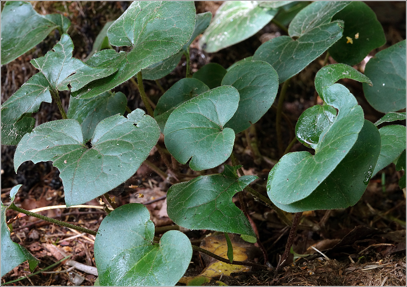 Изображение особи Asarum europaeum.