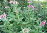 Impatiens glandulifera