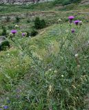 Cirsium ciliatum