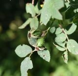 Image of taxon representative. Author is Александр Лебедев