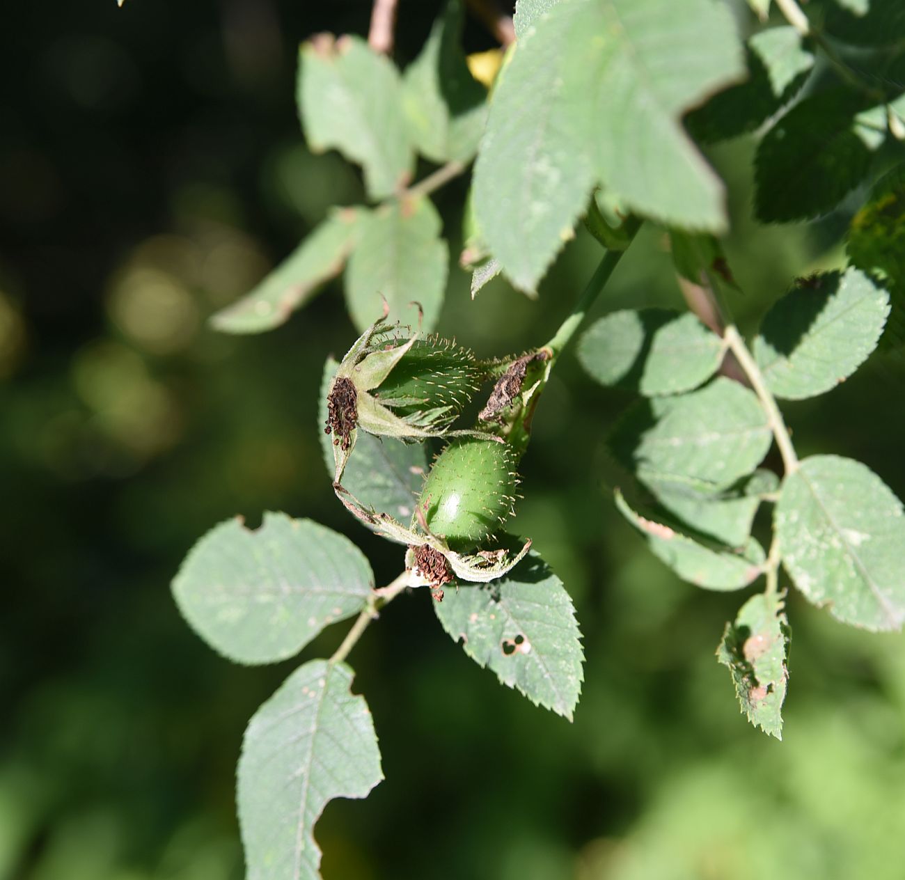 Image of genus Rosa specimen.