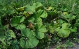 Petasites amplus. Вегетирующие растения в сообществе с Anaphalis margaritacea и Artemisia. Сахалин, Корсаковский гор. округ, гора Бережная, подножие лугового склона. 25.08.2022.