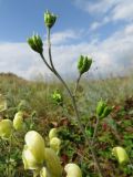 Aconitum anthoroideum