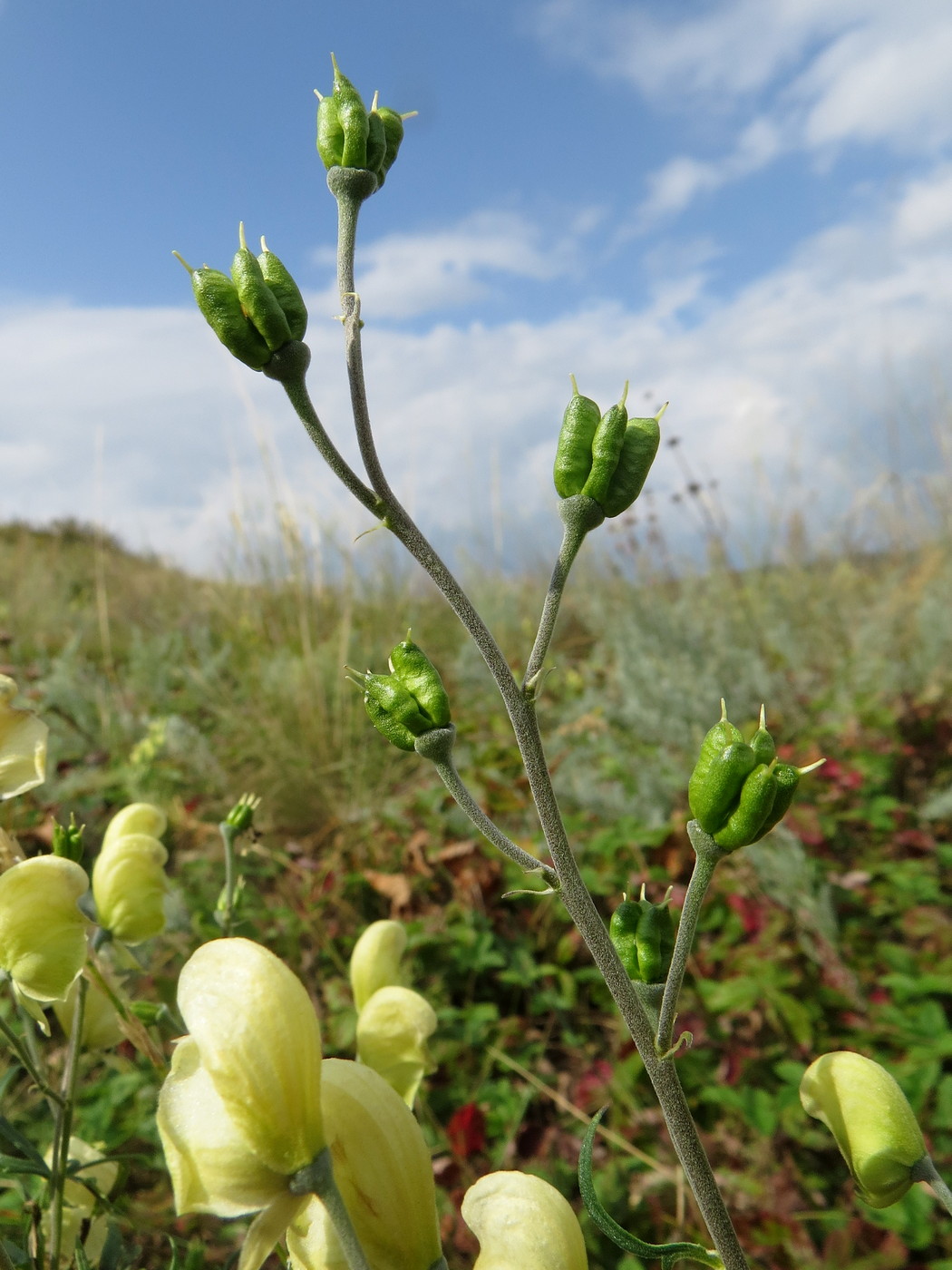 Изображение особи Aconitum anthoroideum.