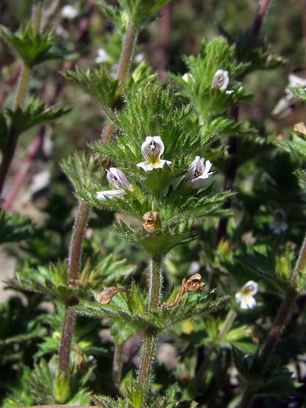 Изображение особи Euphrasia hirtella.