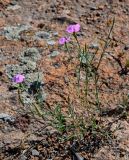 Dianthus caucaseus